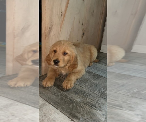Medium Photo #3 Golden Retriever Puppy For Sale in ORLANDO, FL, USA