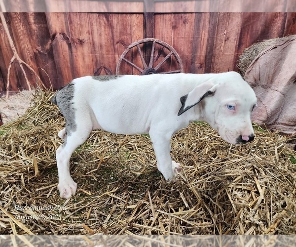 Medium Photo #6 Catahoula Leopard Dog Puppy For Sale in CUMBY, TX, USA