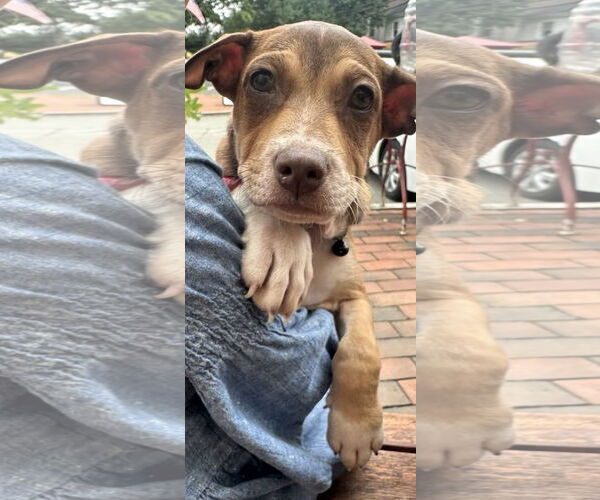Medium Photo #4 Dachshund-Unknown Mix Puppy For Sale in NYC, NY, USA