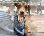 Small Photo #4 Dachshund-Unknown Mix Puppy For Sale in NYC, NY, USA