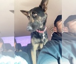 Small Photo #1 German Shepherd Dog Puppy For Sale in BAKERSFIELD, CA, USA