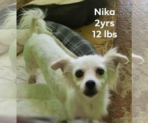 Chihuahua-Unknown Mix Dogs for adoption in Virginia Beach, VA, USA