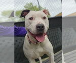 Small #2 American Pit Bull Terrier Mix