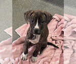 Small Mutt