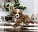 Small #6 Cavapoo (Miniature)