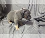 Small #9 American Bully