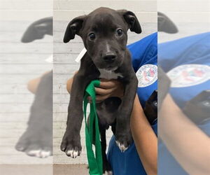 Labrador Retriever-Unknown Mix Dogs for adoption in San Bernardino, CA, USA