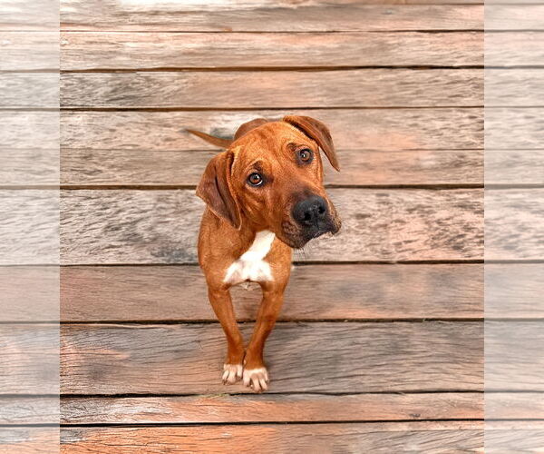 Medium Photo #1 Mutt Puppy For Sale in Unionville, PA, USA