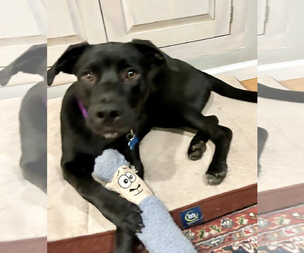 Medium Photo #7 Border Collie-Unknown Mix Puppy For Sale in Landenberg, PA, USA