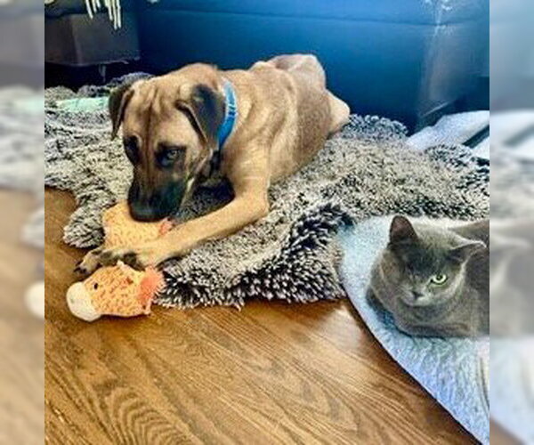 Medium Photo #2 German Shepherd Dog-Unknown Mix Puppy For Sale in Canton, CT, USA