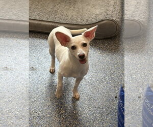 Suku - Male Chihuahua-Unknown Mix Dog for Adoption - Photo #2