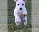 Small Photo #8 Jack Russell Terrier Puppy For Sale in APPLE GROVE, WV, USA