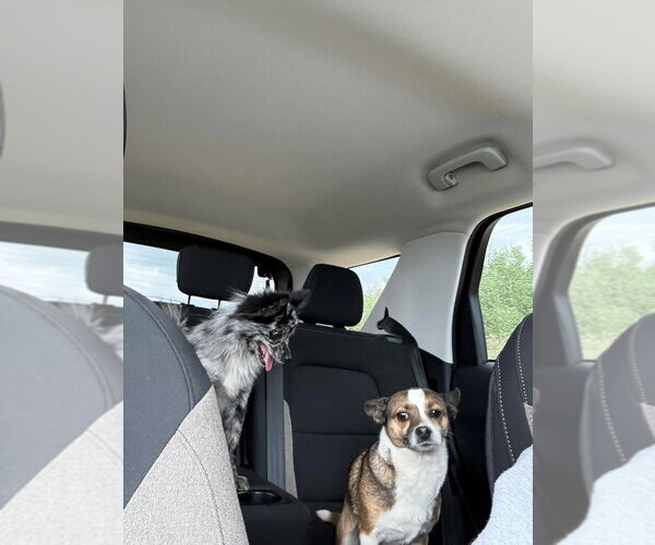 Medium Photo #1 Chihuahua-Unknown Mix Puppy For Sale in Calgary, Alberta, Canada