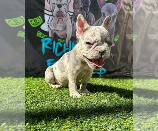 Medium Photo #1 French Bulldog Puppy For Sale in LOS ANGELES, CA, USA