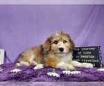 Small Photo #42 Bernedoodle-Poodle (Toy) Mix Puppy For Sale in BLACK FOREST, CO, USA