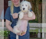 Small #3 Australian Shepherd Mix
