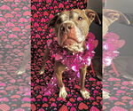 Small American Pit Bull Terrier Mix