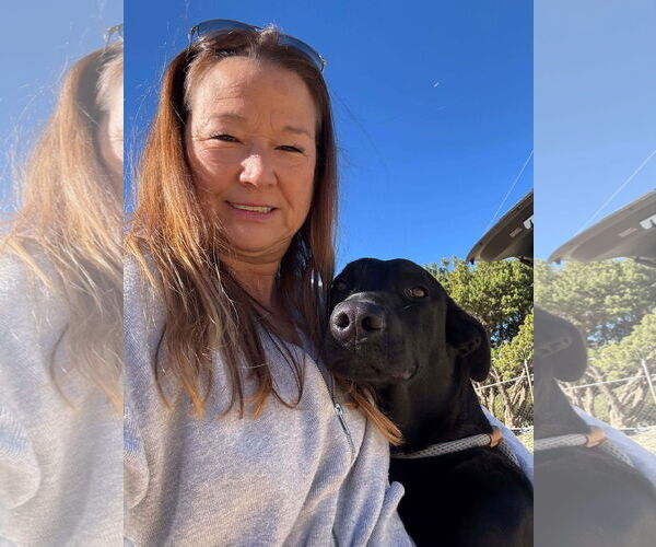 Medium Photo #1 Labrador Retriever-Unknown Mix Puppy For Sale in San Diego, CA, USA