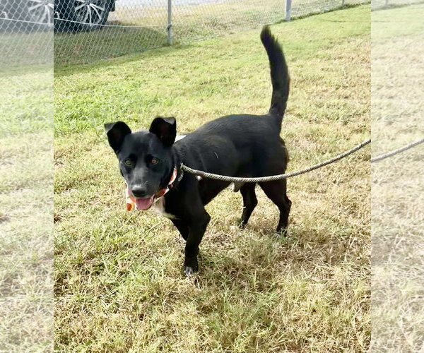 Medium Photo #3 Australian Kelpie-Unknown Mix Puppy For Sale in Oakhurst, NJ, USA