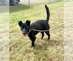 Small #2 Australian Kelpie Mix