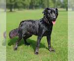 Small #5 Golden Retriever Mix