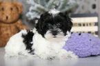 Small Photo #2 Maltipoo Puppy For Sale in MOUNT VERNON, OH, USA