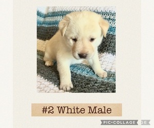 Labrador Retriever-Siberian Husky Mix Puppy for sale in CLARKSVILLE, MI, USA