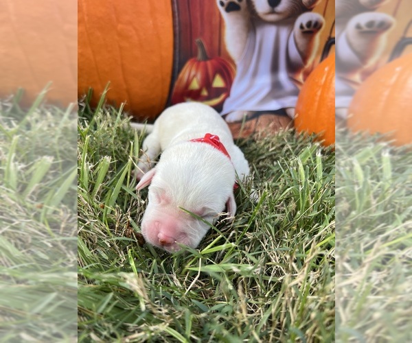 Medium Photo #11 Labrador Retriever Puppy For Sale in NEOLA, WV, USA