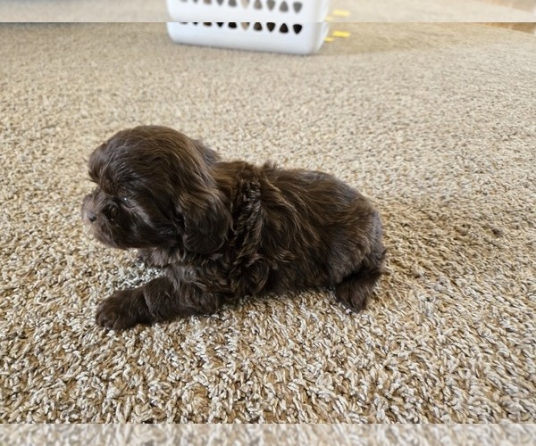 Medium Photo #10 ShihPoo Puppy For Sale in CARLYLE, IL, USA
