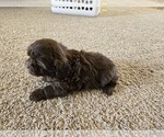 Small #9 ShihPoo