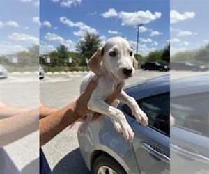 Mutt Dogs for adoption in San Antonio, TX, USA