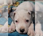 Small Photo #4 Bullboxer Pit Puppy For Sale in NORTH ROSE, NY, USA
