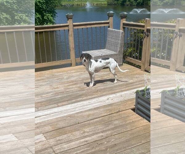 Medium Photo #14 American Foxhound-Beagle Mix Puppy For Sale in Holly Springs, NC, USA