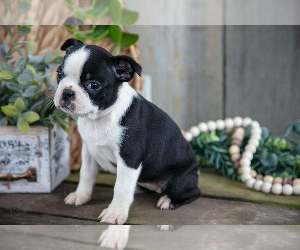 Medium Photo #11 Boston Terrier Puppy For Sale in MILLERSBURG, OH, USA