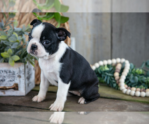 Medium Boston Terrier