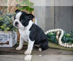 Puppy Rose Boston Terrier