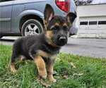 Small Photo #5 German Shepherd Dog Puppy For Sale in MANHEIM, PA, USA