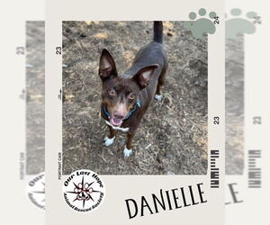 Chihuahua-Unknown Mix Dogs for adoption in Princeton, British Columbia, Canada