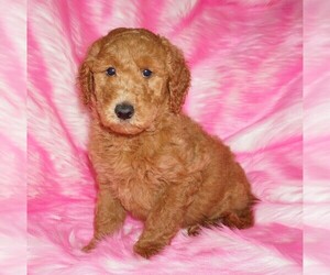 Labradoodle Puppy for sale in LA HABRA, CA, USA