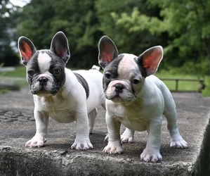 French Bulldog Litter for sale in DECATUR, GA, USA