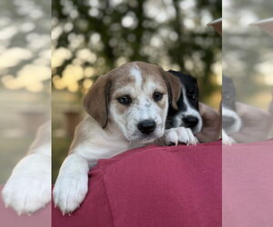 Oakley - Female Border Collie-Unknown Mix Dog for Adoption - Photo #4