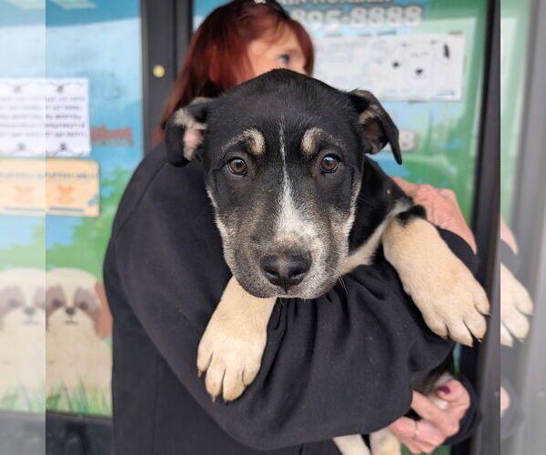 Medium Photo #1 Mutt Puppy For Sale in Chico, CA, USA