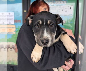 Mutt Dogs for adoption in Chico, CA, USA