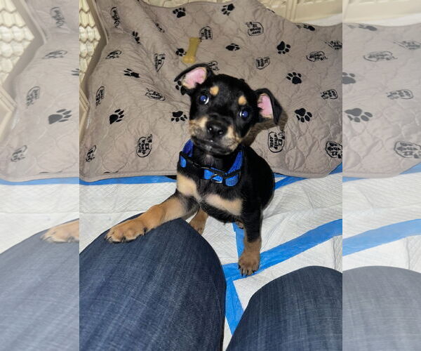 Medium Photo #18 American Staffordshire Terrier-Chihuahua Mix Puppy For Sale in McKinney, TX, USA