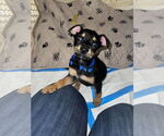 Small #17 American Staffordshire Terrier-Chihuahua Mix