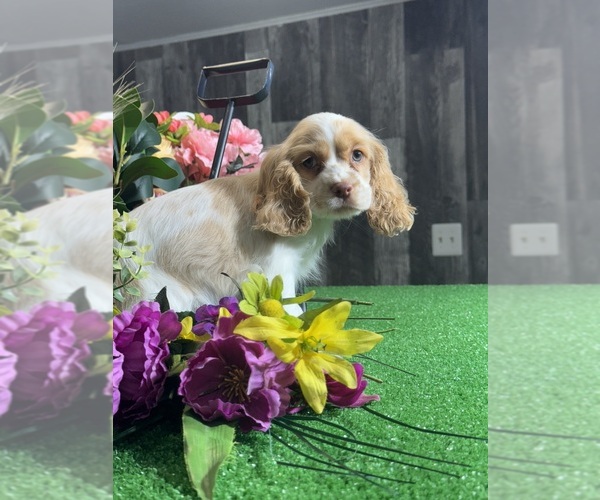 Medium Photo #3 Cocker Spaniel Puppy For Sale in CANOGA, NY, USA