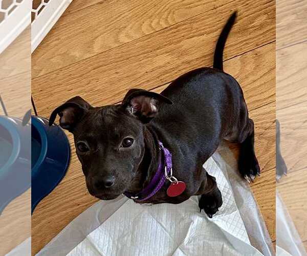 Medium Photo #4 Mutt Puppy For Sale in pomfret, CT, USA