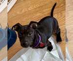 Small #3 Mutt
