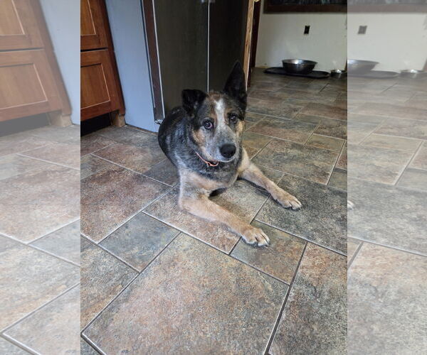 Medium Photo #2 Mutt Puppy For Sale in Garden City, NY, USA