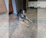 Small #1 Mutt